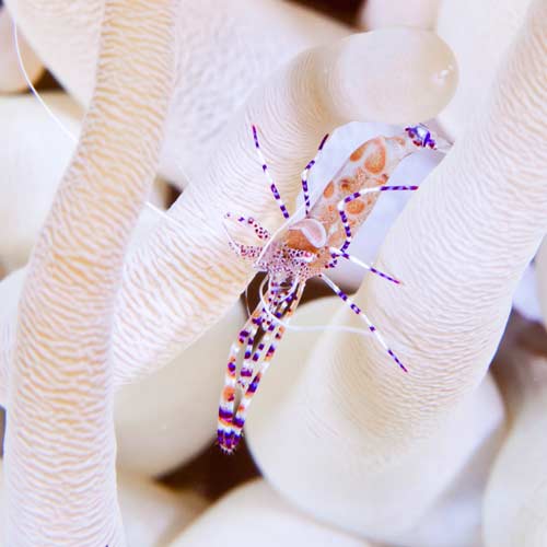 Bonaire Thumb