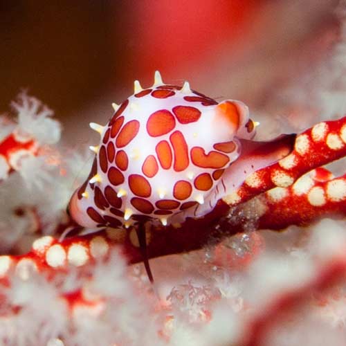 Raja Ampat Thumb