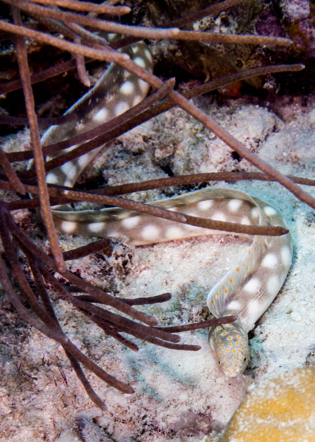eel | bonaire