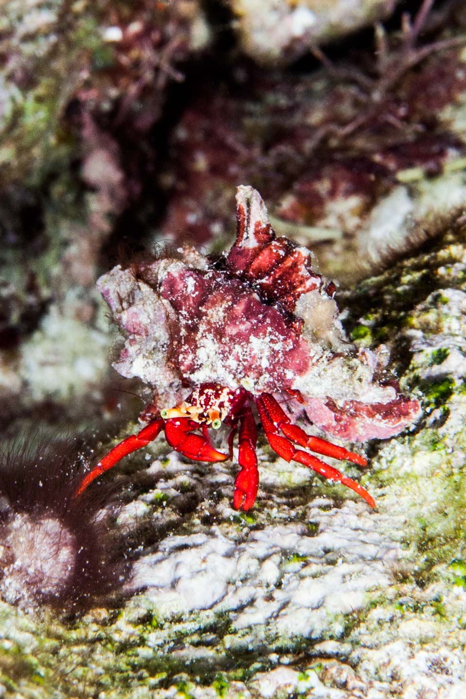 hermit | bonaire