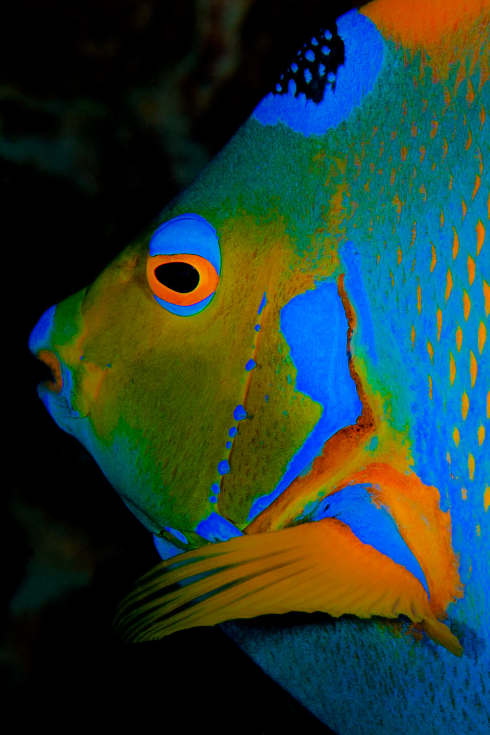 colors | bonaire