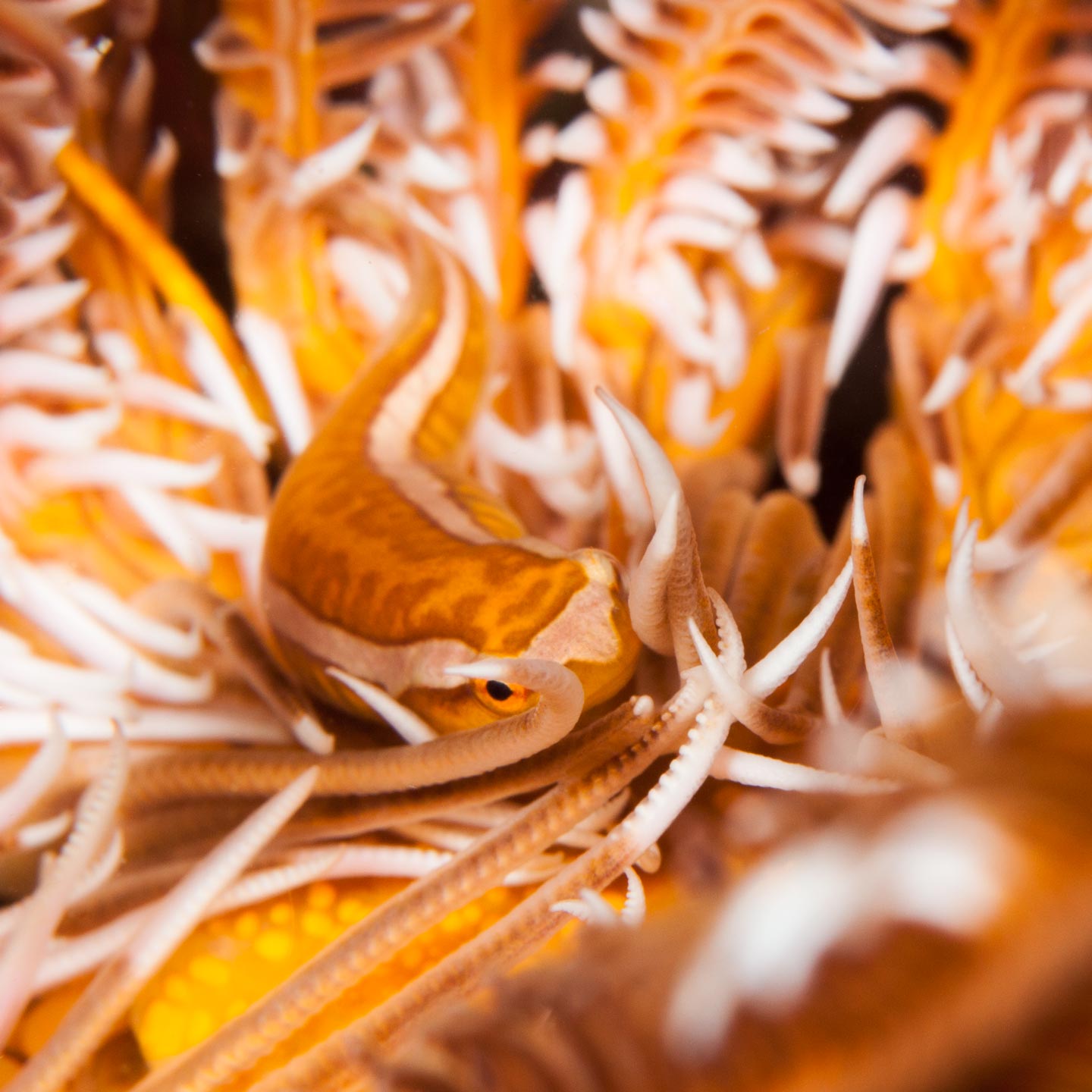 in bed | raja ampat
