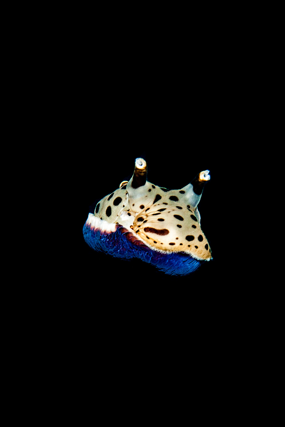 ufo nudebranch | raja ampat