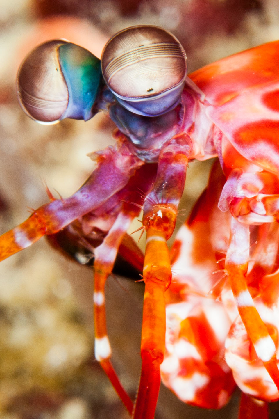 eyes | raja ampat
