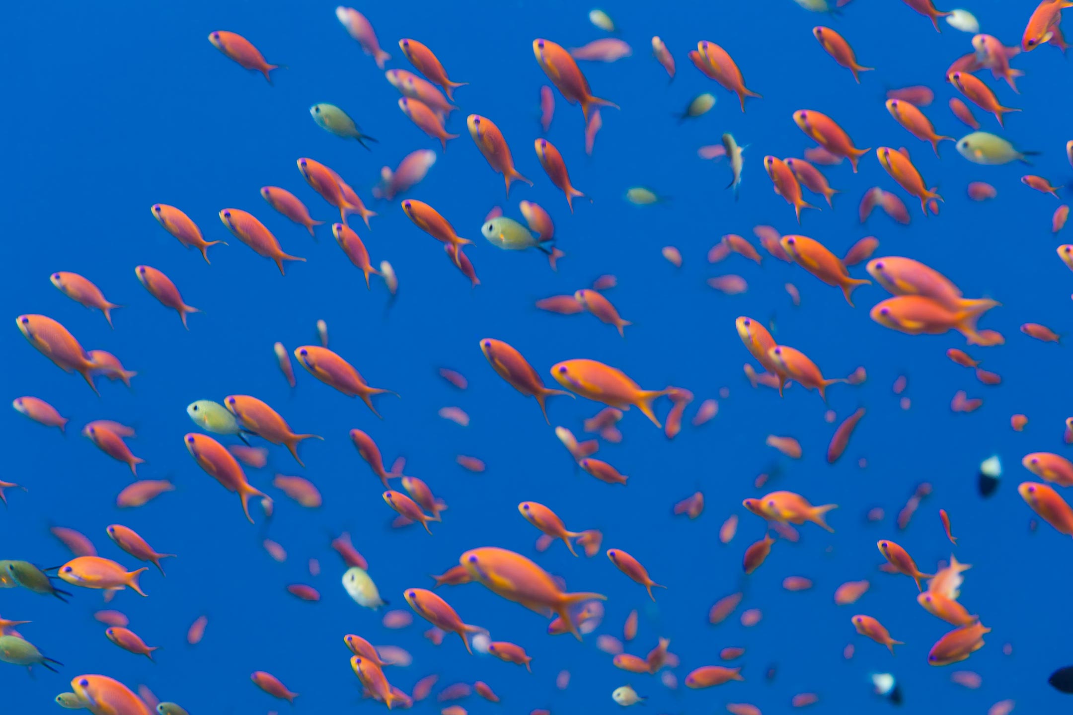 aquarium | red sea