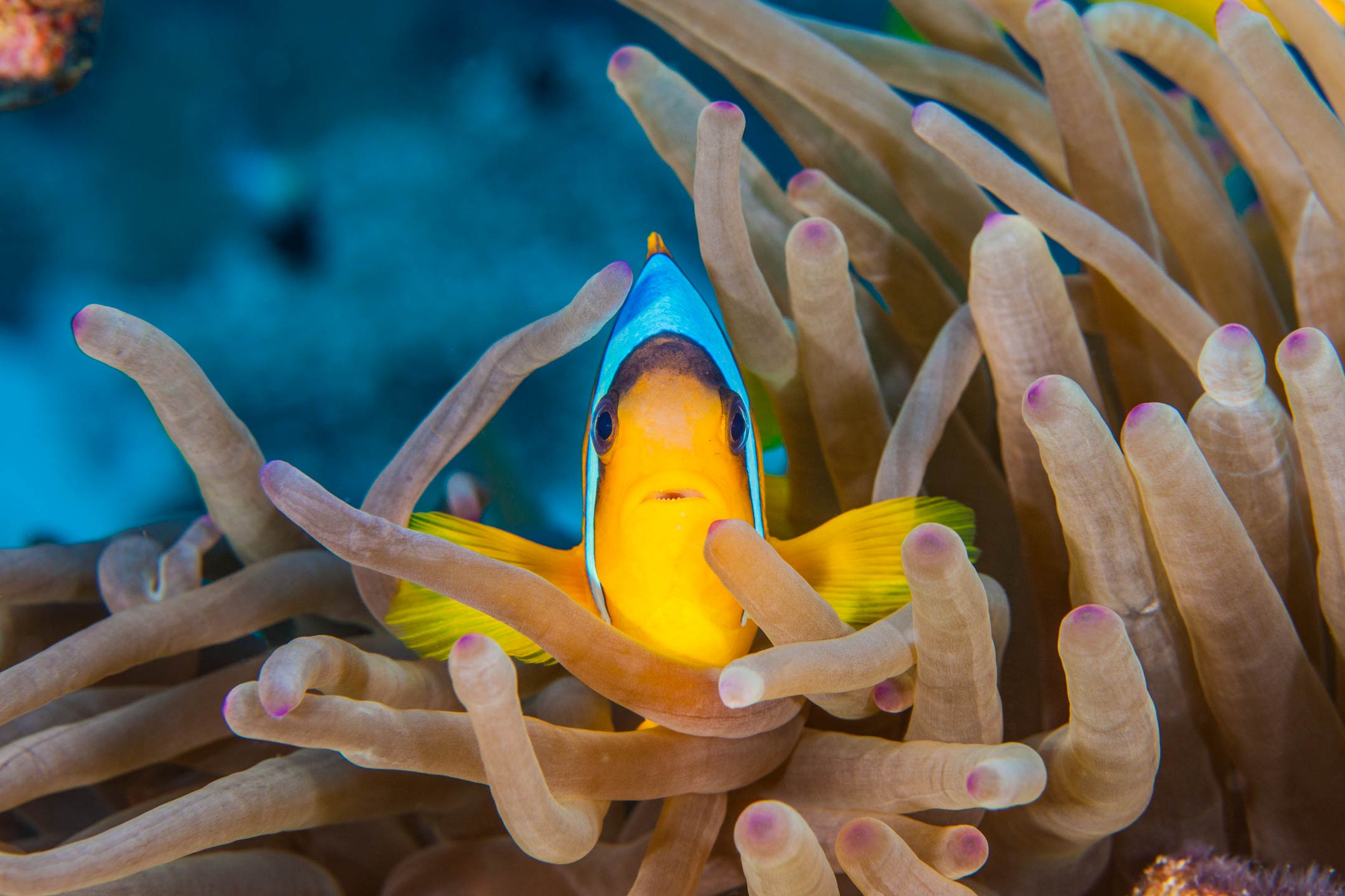 fins | red sea