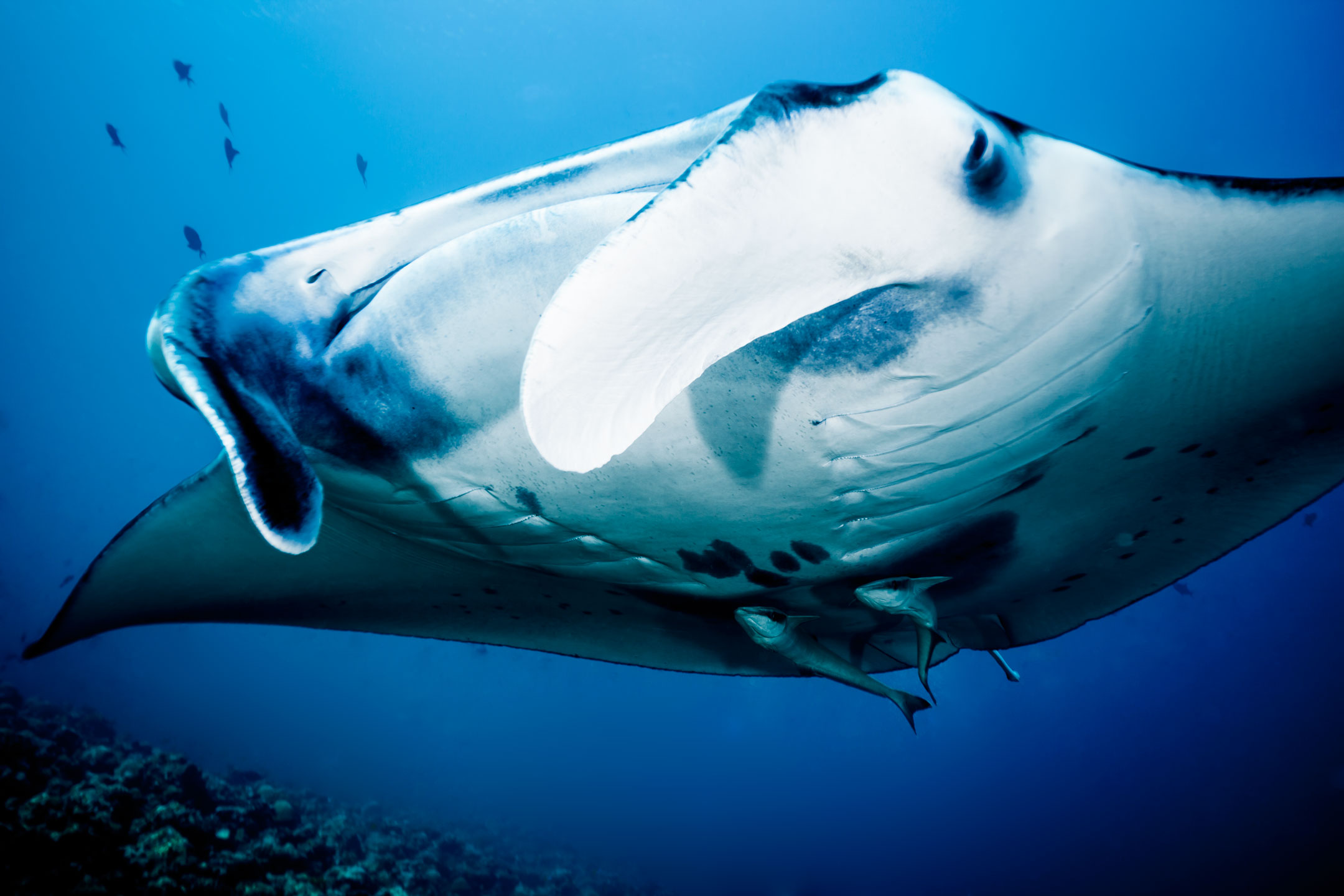 manta closeup | south ari