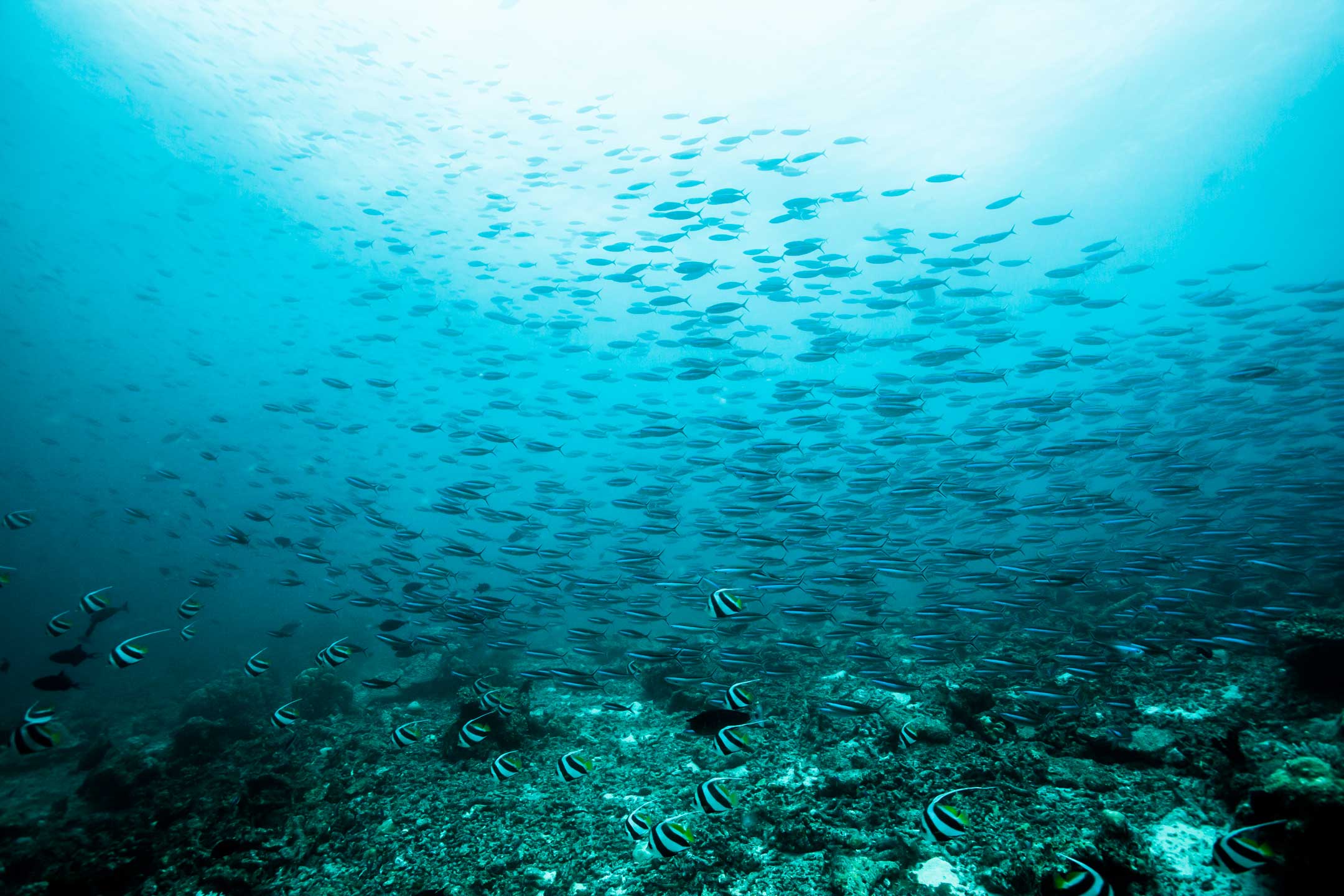 fish | south ari