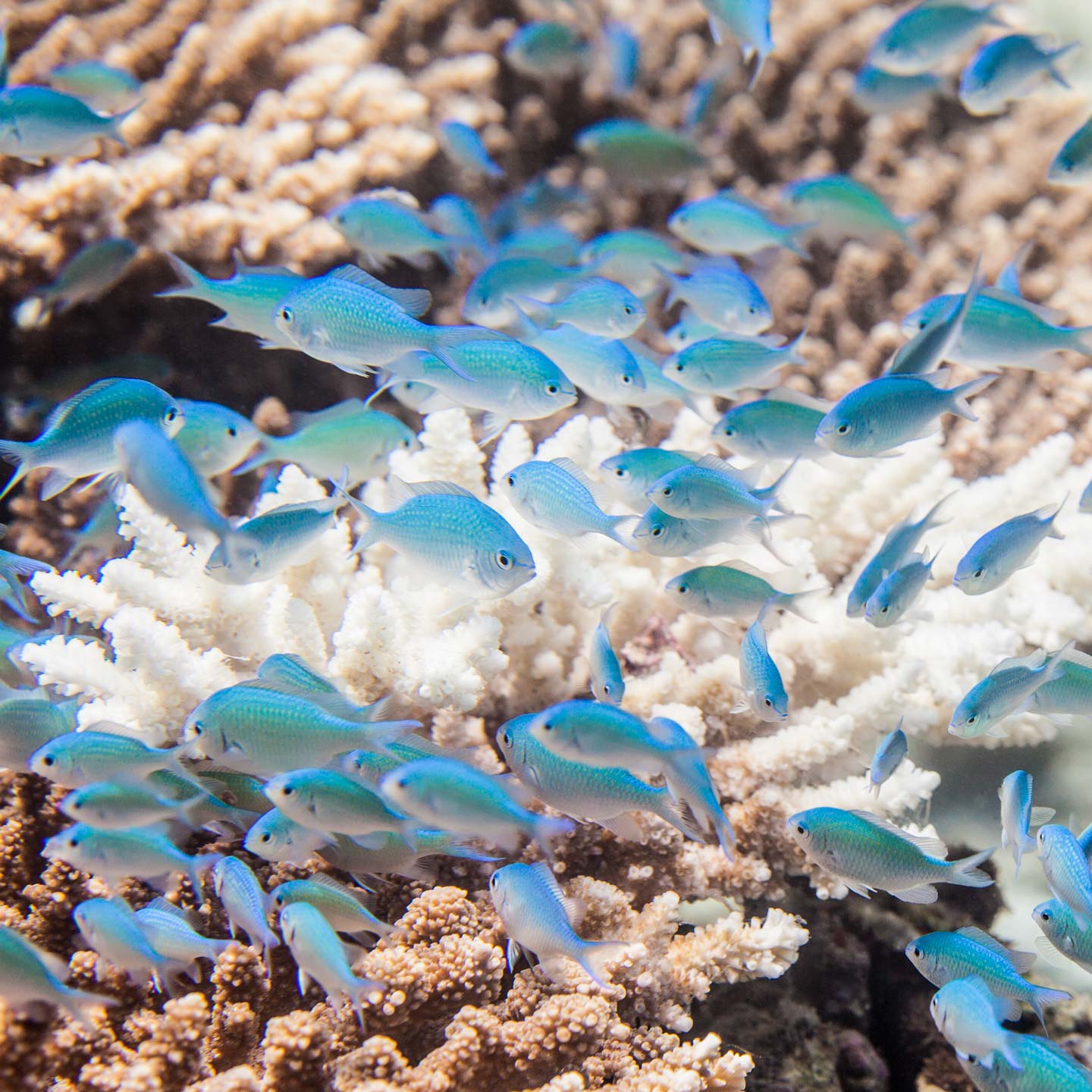 blue mini | faafu