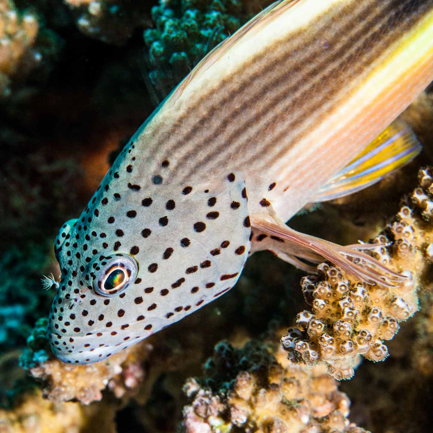 coral watch | faafu
